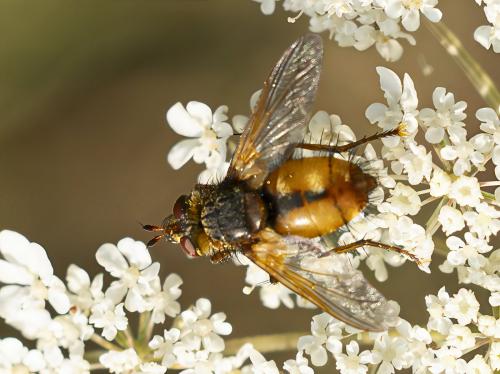 Tachina sp.